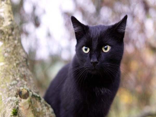 Mơ thấy mèo đen