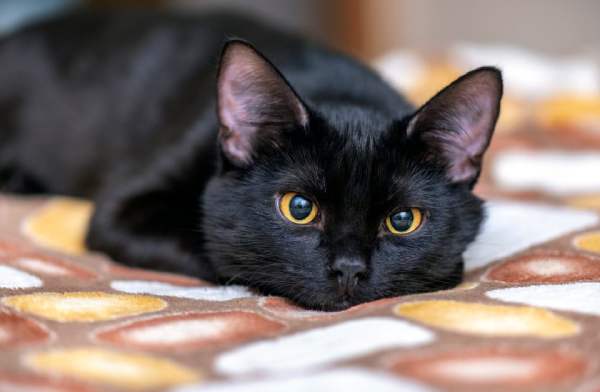 Giải mã giấc mơ thấy mèo đen mang ý nghĩa gì?