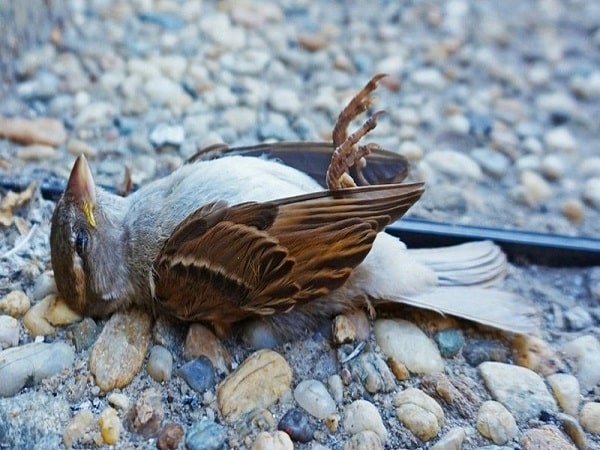 Phân giải ý nghĩa giấc mơ thấy chim chết dự báo may mắn hay xui rủi sắp tới?