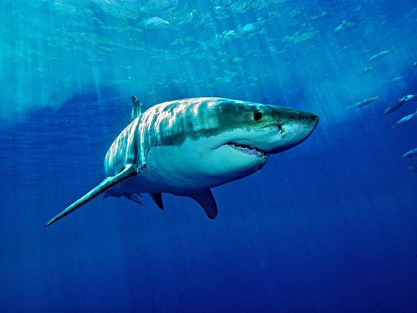 Nằm mơ thấy cá mập đánh con gì số mấy, là điềm báo gì