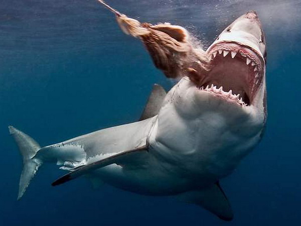 Ngủ mơ thấy cá mập là điềm báo gì