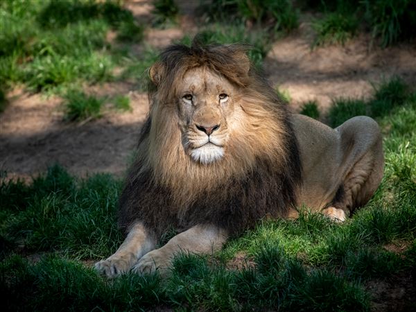 Mơ thấy sư tử lành hay xui đánh con gì thắng lớn cho “tân binh”?