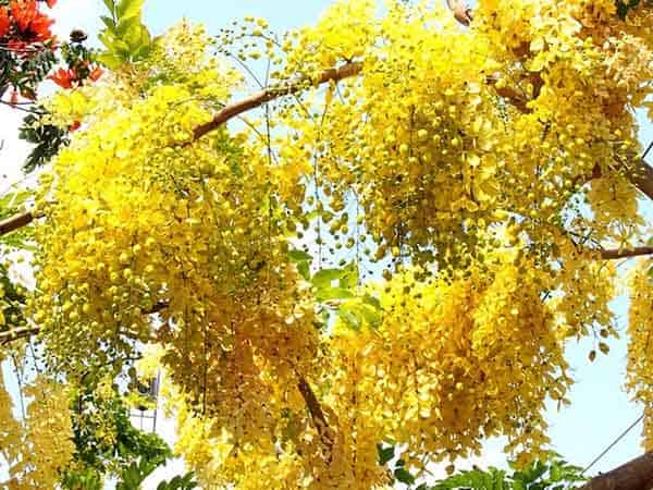 Nằm mơ thấy hoa màu vàng