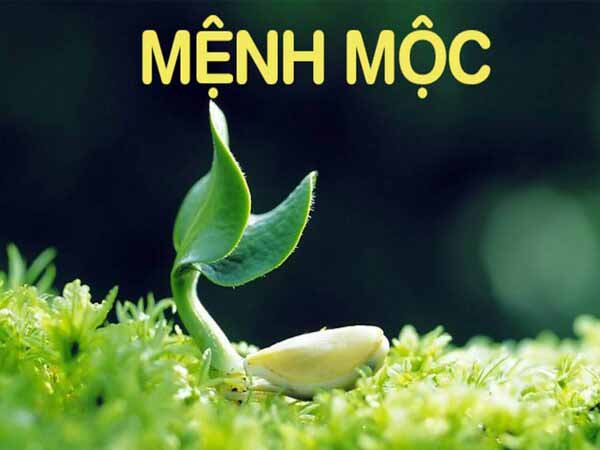 Tổng quan tử vi về người mệnh Mộc ngày 16/5/2025 thứ 6 hôm nay