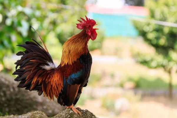 Tử vi tuổi Dậu 23/5/2025: Cảnh báo vận xui và may mắn
