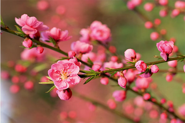 Ngủ mê thấy ai đó tặng mình một cành hoa đào