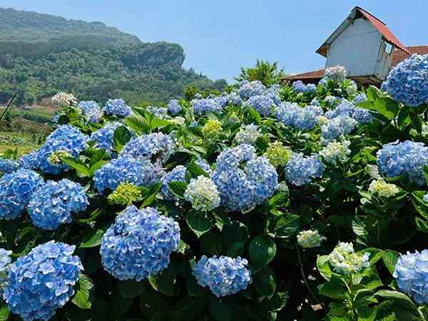Mơ thấy hoa cẩm tú cầu đang nở rộ