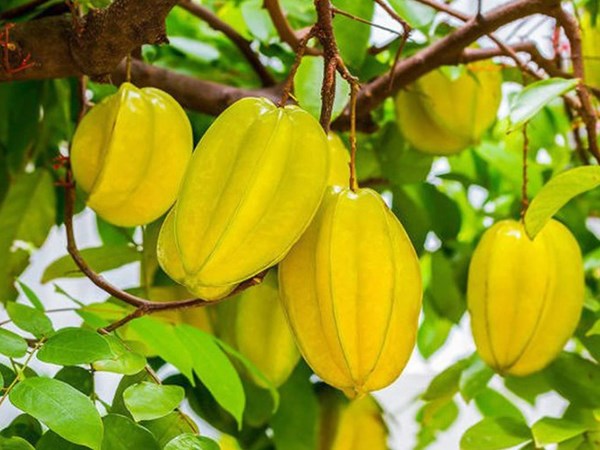 Giải mã những bí ẩn khi nằm mơ thấy quả khế
