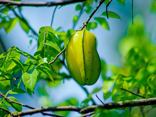 Giải mã những bí ẩn khi nằm mơ thấy quả khế
