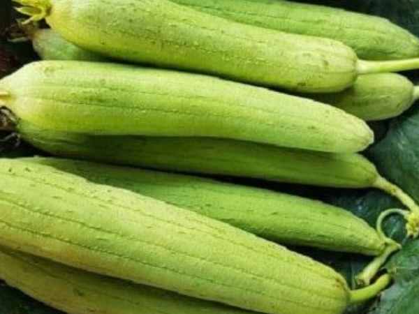 Chiêm bao thấy quả mướp chín vàng