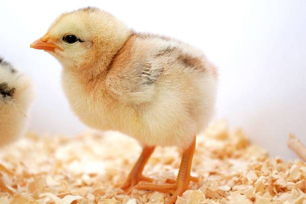 Luận giải giấc mơ thấy gà con: Phúc lộc hay thử thách?