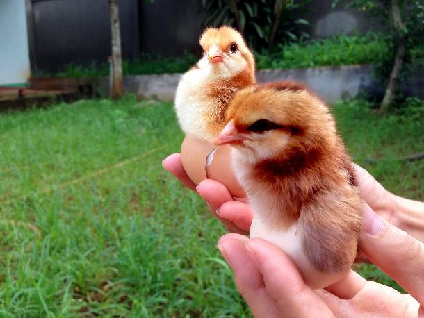 Ngủ mơ thấy mình nuôi gà con