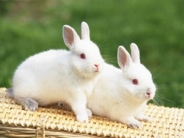 Mơ thấy thỏ là điềm báo hạnh phúc hay sóng gió sắp đến?