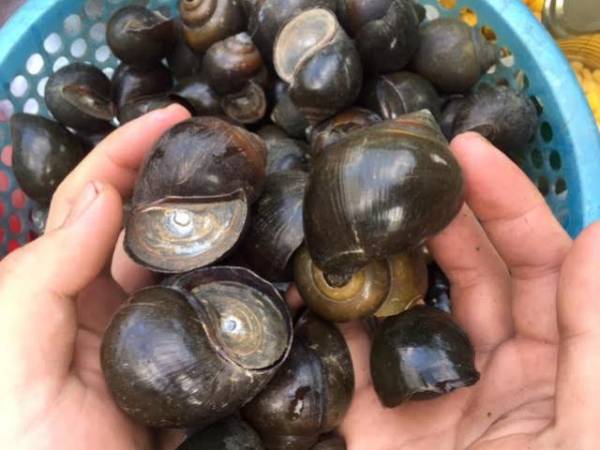 Nằm mơ thấy bắt ốc có ý nghĩa gì có số gì lộc phát