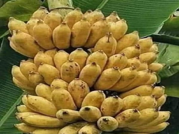 Nằm mơ thấy buồng chuối chín có ý nghĩa gì? số gì may