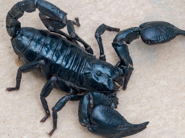 Nằm mơ thấy bò cạp có số gì tài lộc mang ý nghĩa gì