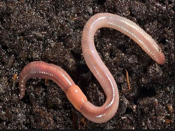 Nằm mơ thấy giun có số gì may mắn có điềm báo gì Nằm mơ thấy giun có số gì may mắn có điềm báo gì