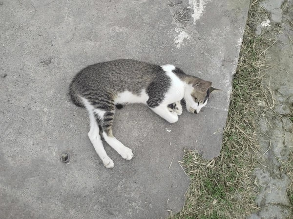 Luận giải nằm mơ thấy mèo chết là điềm gì, con gì đại cát?