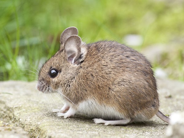 Nằm mơ thấy chuột con đánh số gì may mắn phát tài