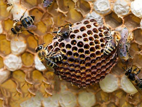 Nằm mơ thấy đàn ong là điềm gì? Lộc lớn hay rắc rối?