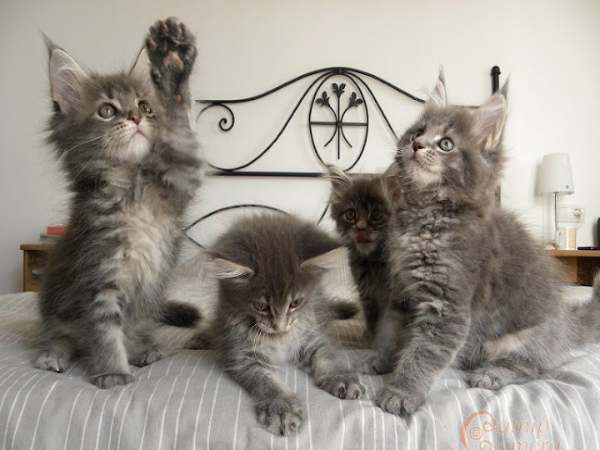 Luận giải chi tiết: Nằm mơ thấy nhiều mèo là điềm gì?