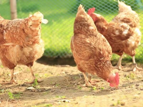 Nằm mơ thấy gà mái là điềm gì, chọn số gì hồng phát?