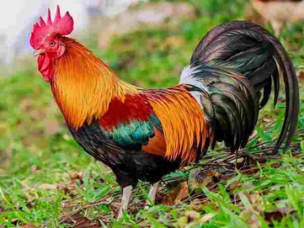 Nằm mơ thấy gà trống là điềm gì, chọn con số gì phát tài?