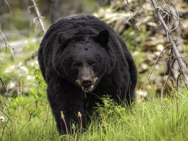 Chiêm bao thấy 2 con gấu đen